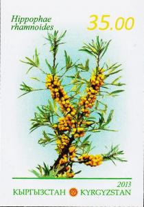 Colnect-4837-320-Common-Sea-Buckthorn.jpg