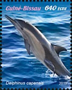 Colnect-5646-316-Long-beaked-Common-Dolphin-Delphinus-capensis.jpg
