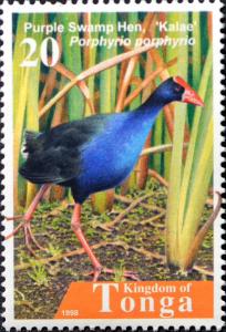 Colnect-2537-699-Purple-Swamphen-Porphyrio-porphyrio.jpg