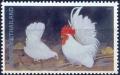 Colnect-2224-392-White-Bantams-Gallus-gallus-domesticus.jpg