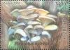 Colnect-6285-099-Pearl-Oyster-Mushroom-Pleurotus-ostreatus.jpg