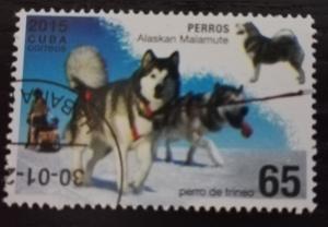 Colnect-4089-732-Alaskan-Malamute-Canis-lupus-fami%C3%B6iaris.jpg