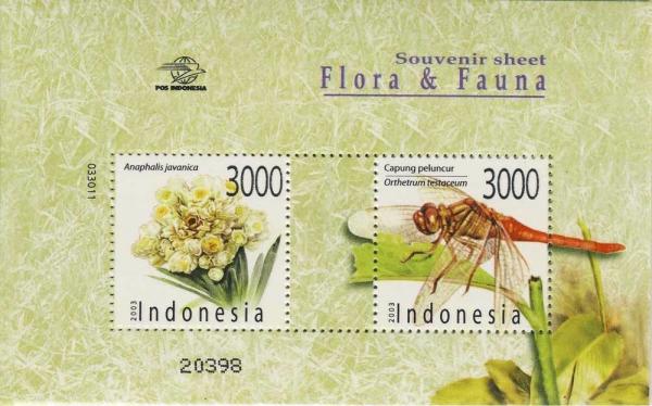Colnect-1495-729-Javanese-Edelweiss-Anaphalis-javanica-Dragonfly-Orthetru.jpg