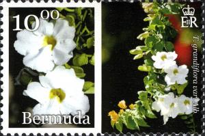 Colnect-2789-086-Thunbergia-grandiflora.jpg