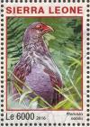 Colnect-3566-121-Handsome-Francolin---Pternistis-nobilis.jpg