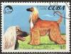 Colnect-1235-548-Afghan-Hound-Canis-lupus-familiaris.jpg