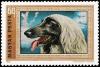 Colnect-900-633-Afghan-Hound-Canis-lupus-familiaris.jpg