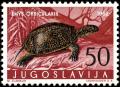 Colnect-5501-769-European-Pond-Turtle-Ernys-orbicularis.jpg
