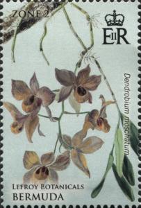 Colnect-4279-124-Dendrobium-moschatum.jpg