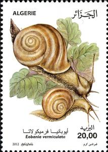 Colnect-5040-850-Chocolate-band-Snail-Eobania-vermiculata.jpg
