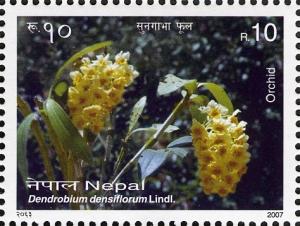 Colnect-551-393-Orchids---Dendrobium-densiflorum-Lindl.jpg