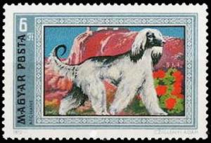Colnect-900-638-Afghan-Hound-Canis-lupus-familiaris.jpg