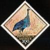 Colnect-2184-153-Vulturine-Guineafowl-Acryllium-vulturinum.jpg