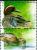 Colnect-795-954-Garganey-Anas-querqedula.jpg