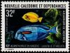Colnect-860-591-Olive-Surgeonfish-Acanthurus-olivaceus.jpg