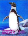Colnect-3009-180-Humboldt-Penguin-Spheniscus-humboldti.jpg