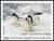 Colnect-4112-474-Adelie-Penguin-Pygoscelis-adeliae.jpg