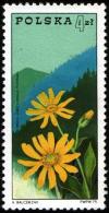Colnect-1989-676-Mountain-arnica-Arnica-montana-in-Beskids-Mountains.jpg