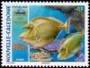 Colnect-858-841-Bluespine-Unicornfish-Naso-unicornis-.jpg