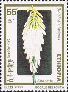Colnect-3343-980-Kniphofia-insignis.jpg