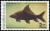 Colnect-2340-278-Black-Sharkminnow-Morulius-chrysophekadion.jpg