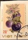 Colnect-5594-005-Eggplant-solanum-Melongena-L.jpg
