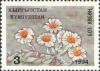 Colnect-960-699-Chrysanthemum-leontopodium.jpg