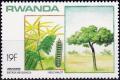 Colnect-3625-512-Entada-abyssinica.jpg