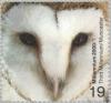 Colnect-123-362-Common-Barn-Owl-Tyto-alba.jpg