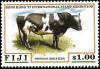 Colnect-3146-940-Holstein-Frisian-Cattle-Bos-primigenius-taurus.jpg