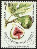 Colnect-4413-066-Common-Fig---Ficus-carica.jpg
