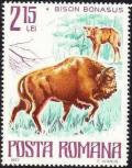 Colnect-629-649-European-Bison-Bison-bonasus.jpg
