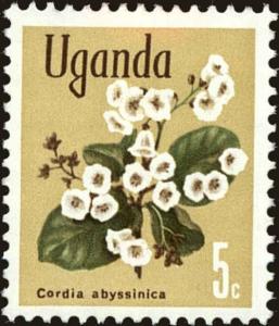 Colnect-5283-954-East-African-cordia-Cordia-abyssinica.jpg
