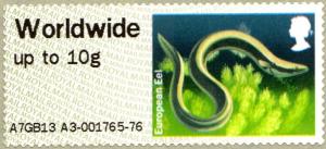 Colnect-2361-802-European-Eel-Anguilla-anguilla.jpg