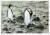 Colnect-4581-495-King-Penguin----Aptenodytes-patagonicu.jpg