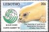 Colnect-2865-443-Harp-Seal-Phoca-groenlandica---juvenile.jpg