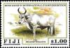 Colnect-3146-943-Fiji-draught-bullock-Cattle-Bos-primigenius-taurus.jpg