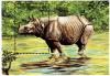 Colnect-3374-063-Indian-Rhinoceros-Rhinoceros-unicornis.jpg