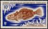 Colnect-885-981-Marbled-Rockcod-Notothenia-rossil.jpg