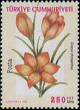 Colnect-820-717-Crocus-chrysanthus.jpg