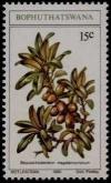 Colnect-2189-807-Bequaertiodendron-magalismontanum.jpg