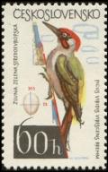 Colnect-441-046-Green-Woodpecker-Picus-viridis.jpg