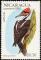 Colnect-1626-001-Lineated-Woodpecker-Dryocopus-lineatus.jpg