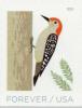 Colnect-6448-046-Red-bellied-Woodpecker-Melanerpes-carolinus.jpg