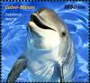 Colnect-5646-318-Common-Dolphin-Delphinus-delphis.jpg