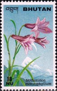 Colnect-3321-095-Notholirion-macrophyllum.jpg