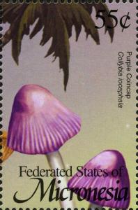 Colnect-3171-311-Collybia-iocephala.jpg