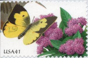 Colnect-6017-511-Clouded-Yellow-Colias-croceus-Vervain-Verbena-sp.jpg