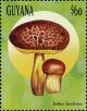 Colnect-3117-568-Boletus-spadiceus.jpg