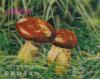 Colnect-1091-442-Mushrooms-Suillus-grevilleii.jpg